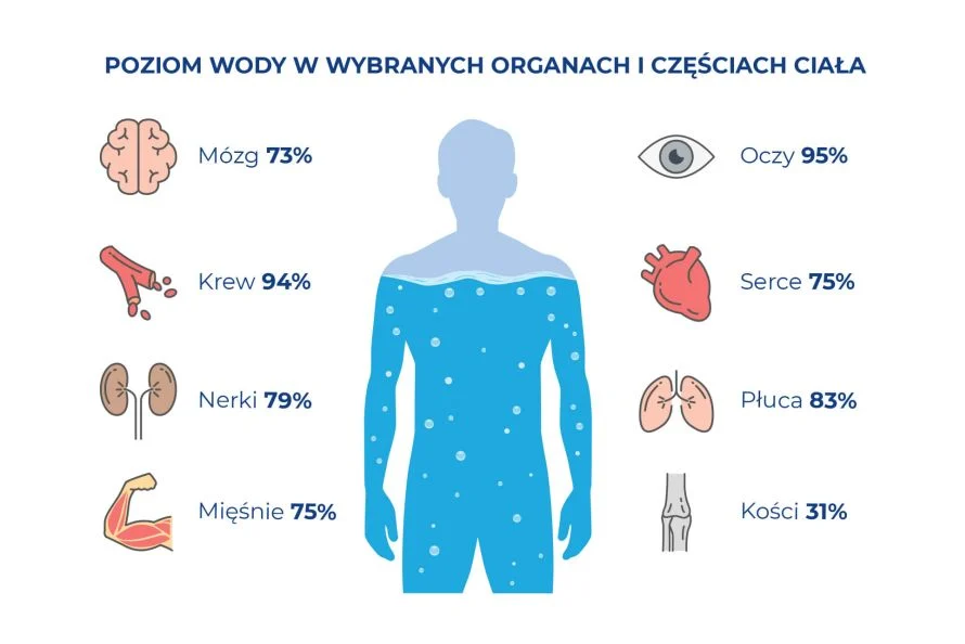 zawartość wody w wybranych organach i częściach ciała człowieka - infografika
