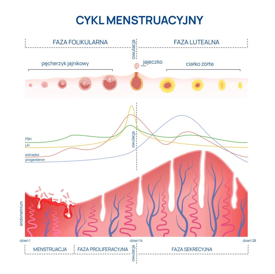 cykl menstruacyjny infografika