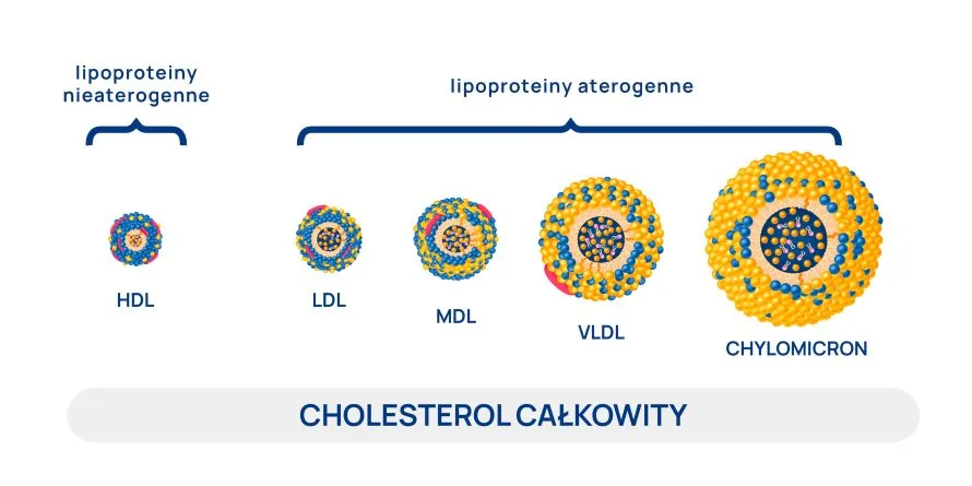 cholesterol całkowity - frakcje infografika