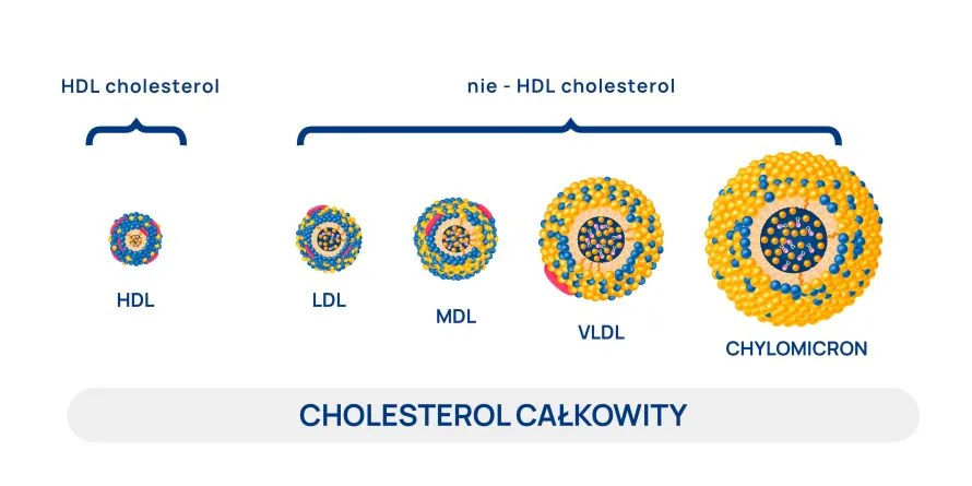 cholesterol całkowity - HDL i nie-HDL infografika