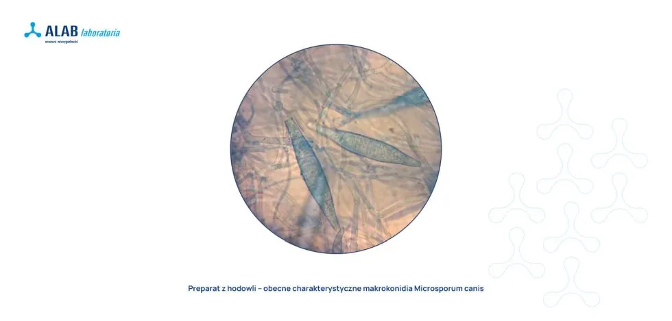 grzyb microsporum canis