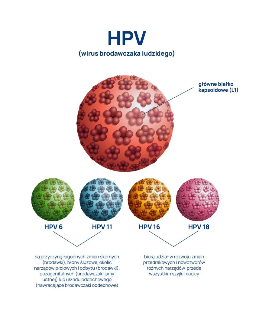 typy wirusa HPV infografika