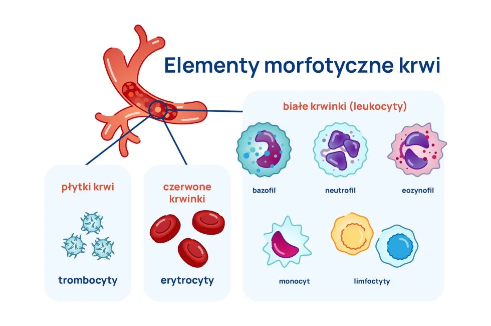elementy morfotyczne krwi infografika