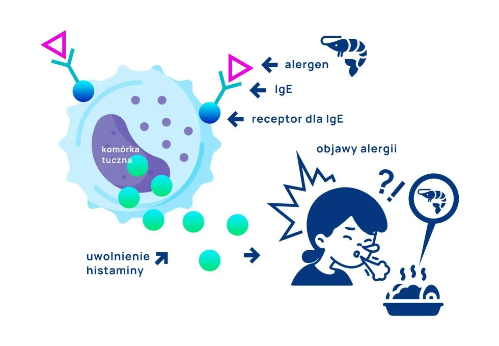 jak działa alergia IgE-zależna - mechanizm powstawania infografika
