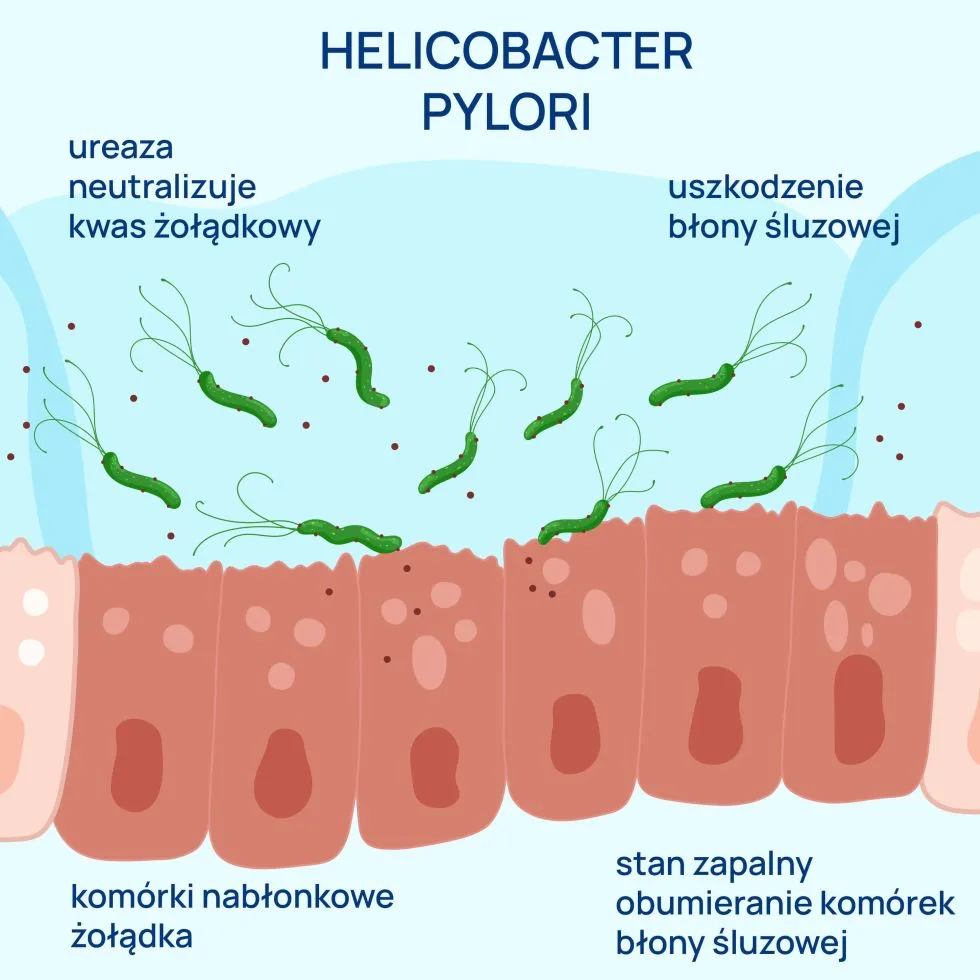 helicobacter pylori infografika