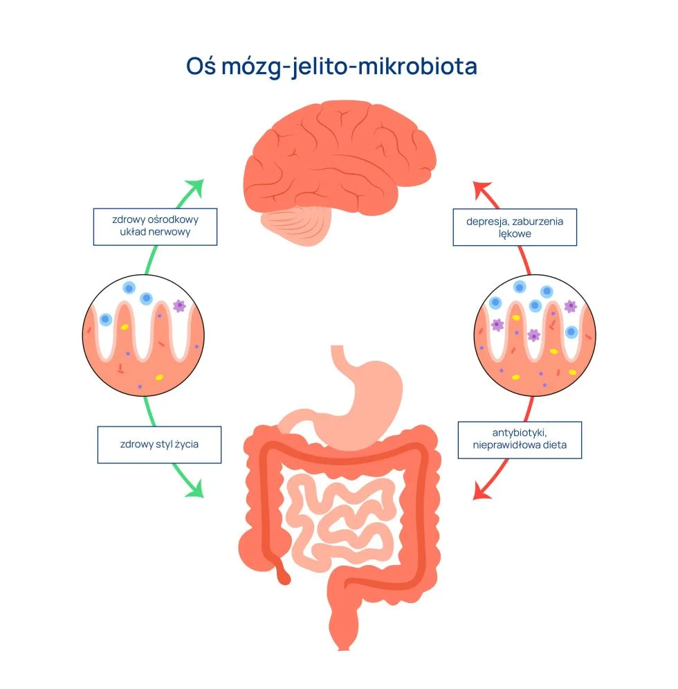 oś jelito-mózg-mikrobiota infografika