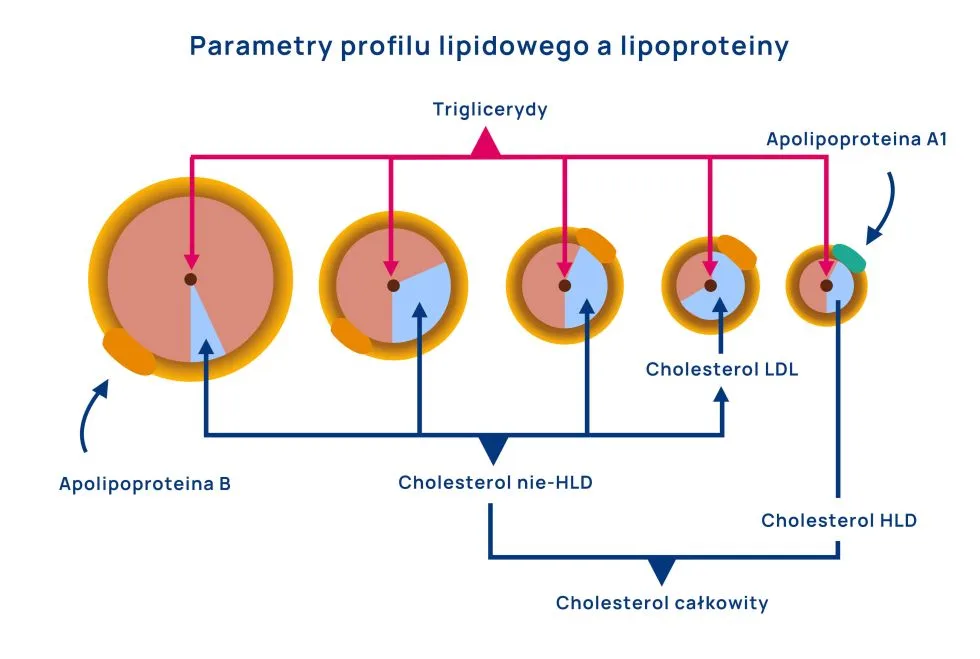 parametry profilu lipidowego a lipoproteiny