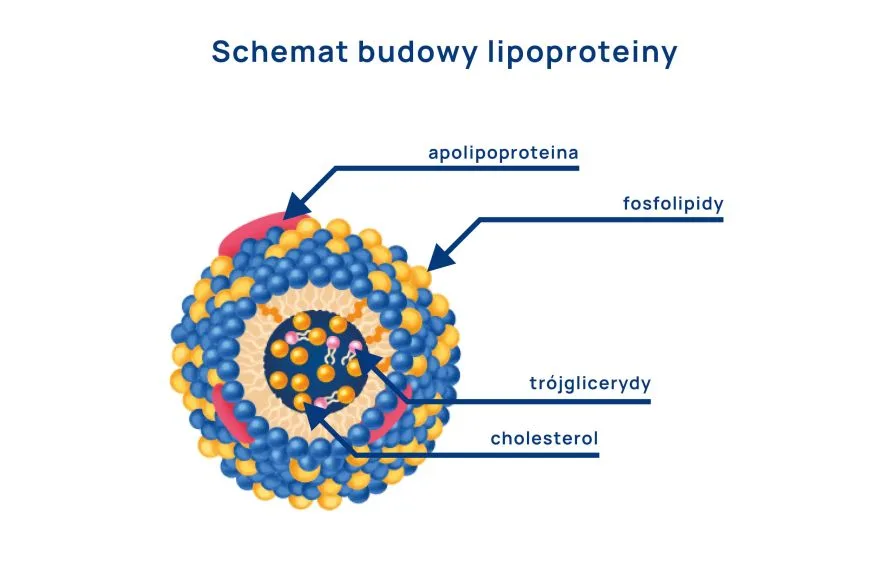 schemat budowy lipoproteiny
