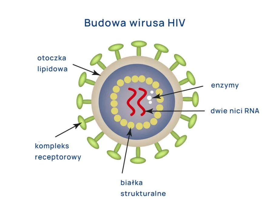 budowa wirusa HIV schemat