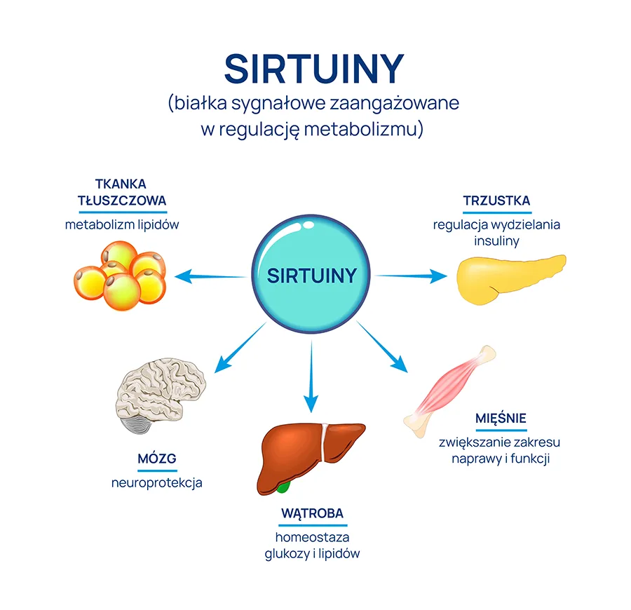 sirtuiny funkcje infografika