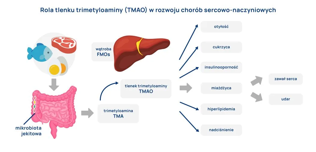 rola tlenku trimetyloaminy (TMAO) w rozwoju chorób sercowo-naczyniowych