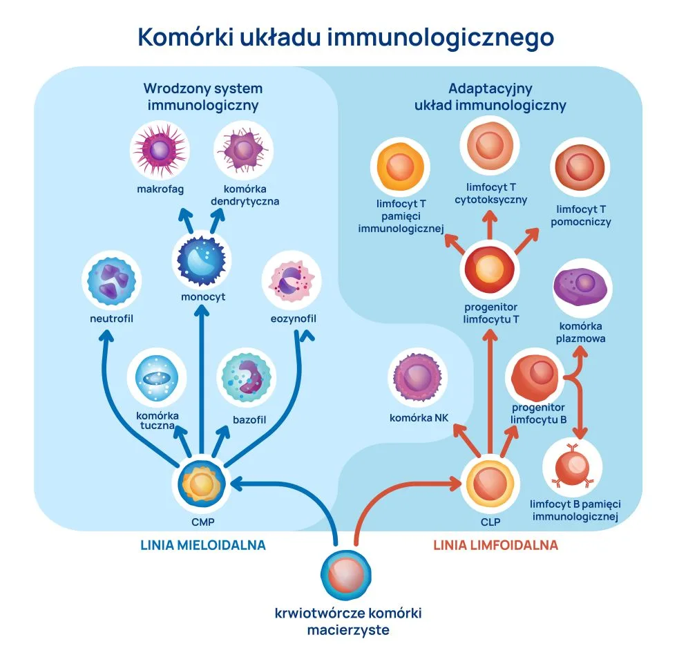 komórki układu odpornościowego infografika
