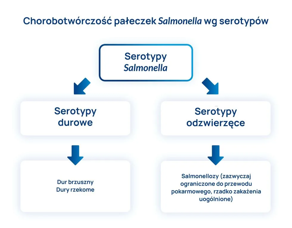 podział pałeczek salmonella ze względu na chorobotwórczość schenat