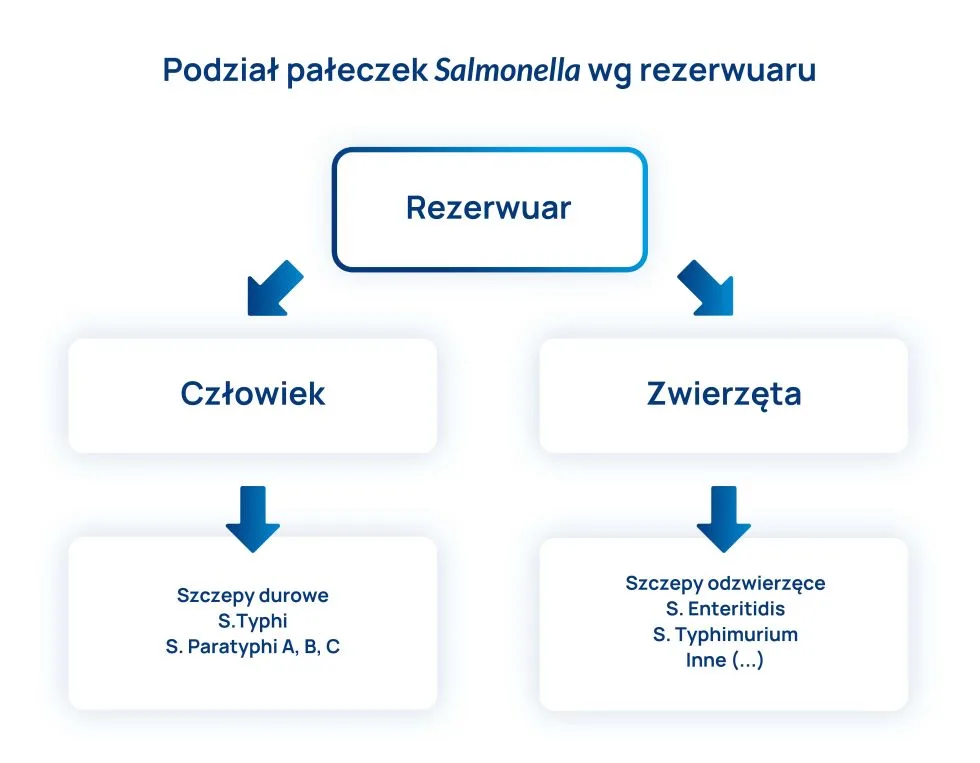 podział pałeczek salmonella wg rezerwuaru schemat