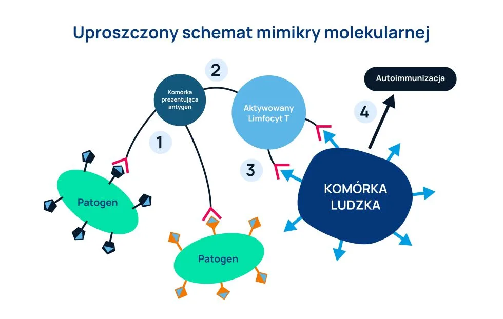 uproszczony schemat mimikry molekularnej