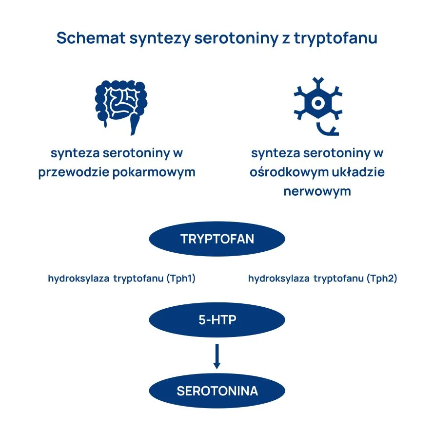 schemat syntezy serotoniny z tryptofanu infografika