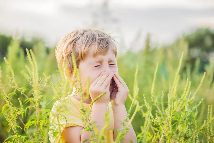 alergia na pylki traw