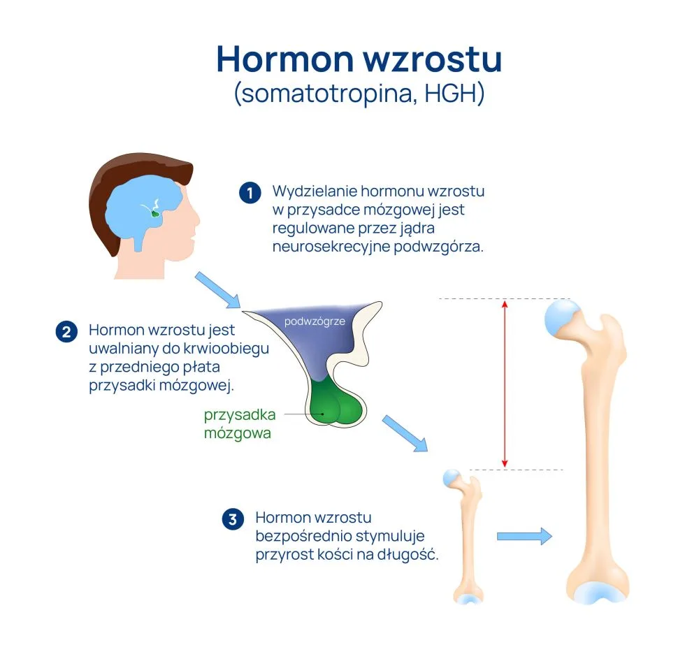 hormon wzrostu infografika