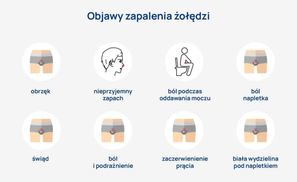 grzybica penisa objawy zapalenia zoledzi infografika