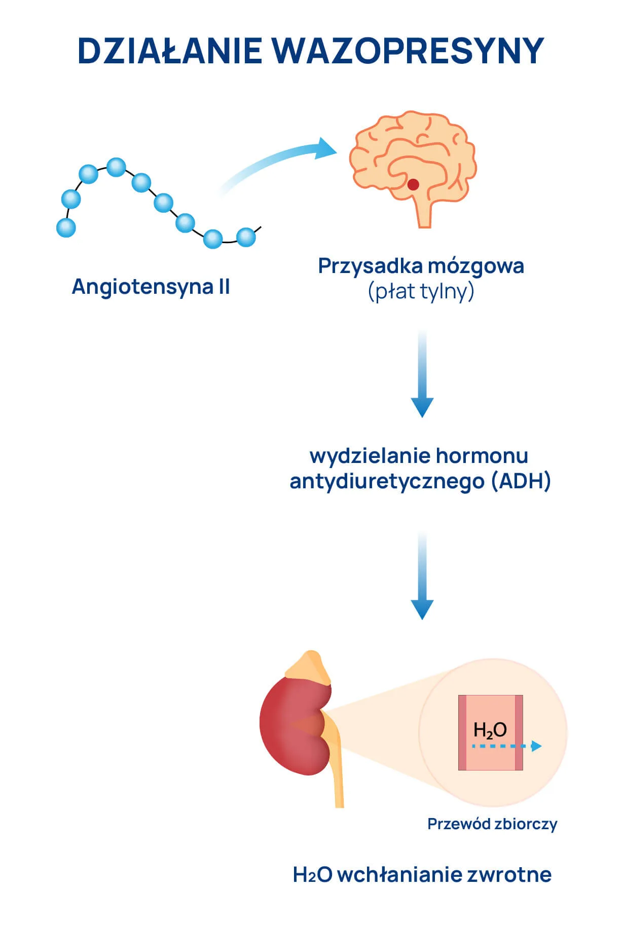 Moczówka_infografika_2