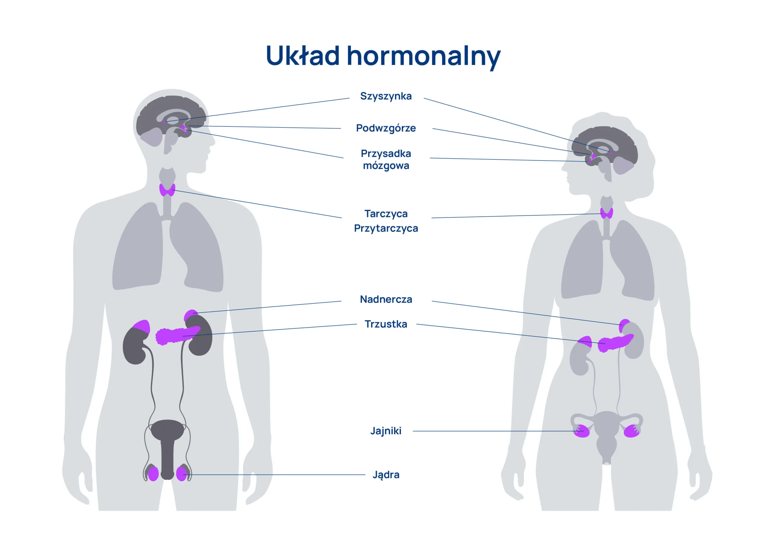 Układ hormonalny człowieka infografika 1