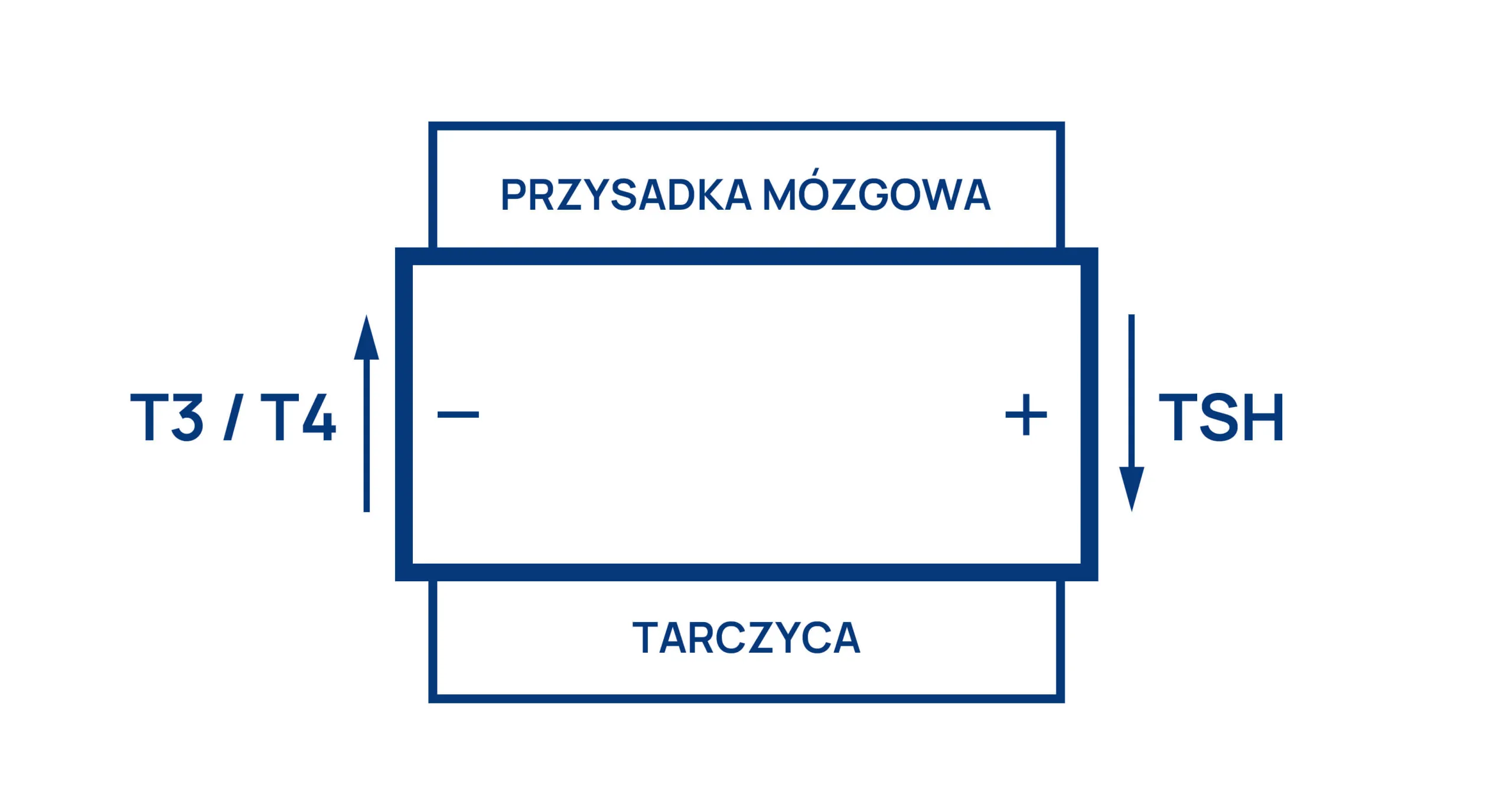 Układ hormonalny człowieka infografika 2