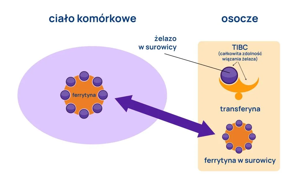 ferrytyna infografika