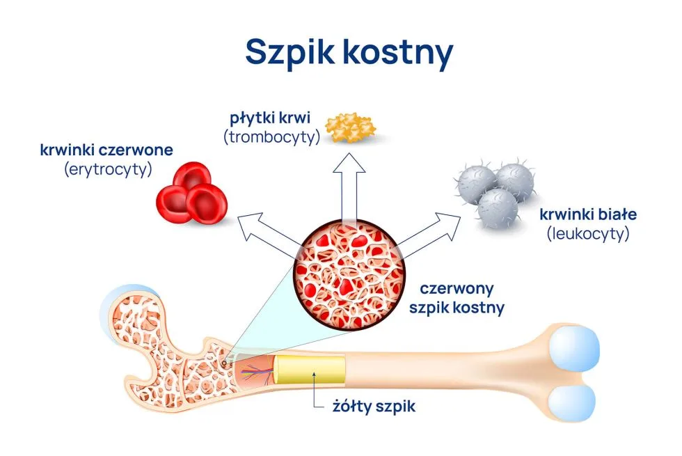 szpik kostny infografika