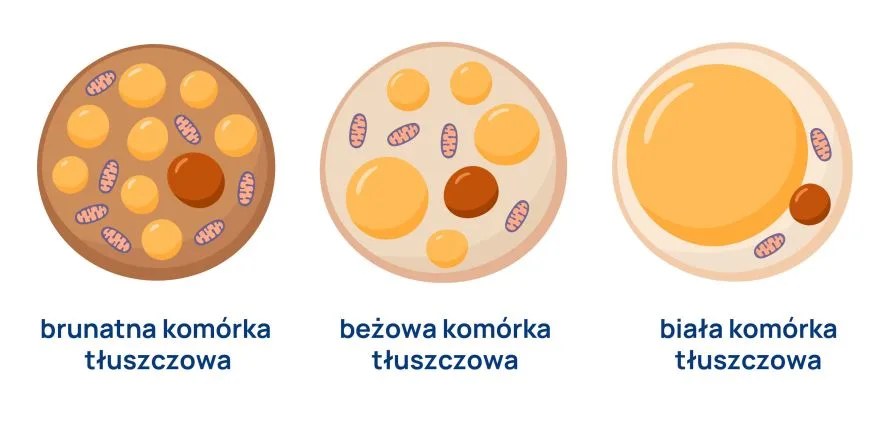 tkanka tluszczowa infografika